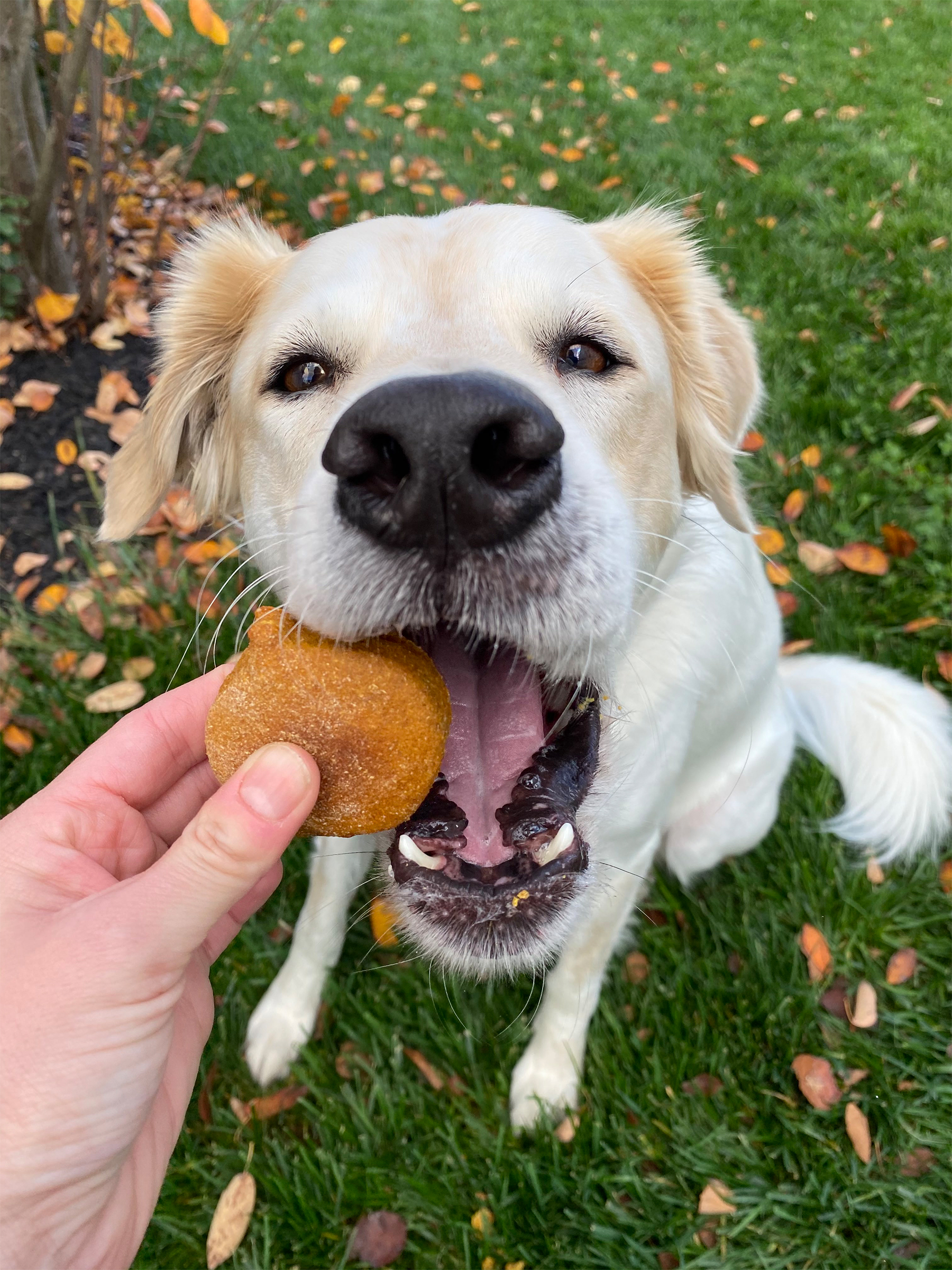 Shay Can Make Pumpkin peanut butter dog biscuits